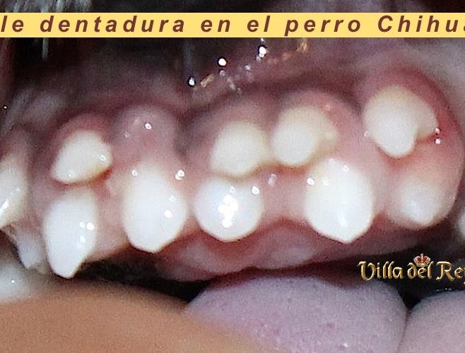 Chihuahua con doble diente - Doble dentadura - Dientes de leche.